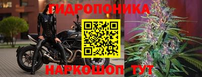 гашик Гатчина